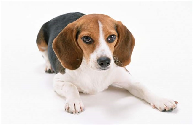 比格犬