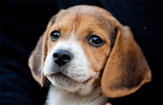 比格犬