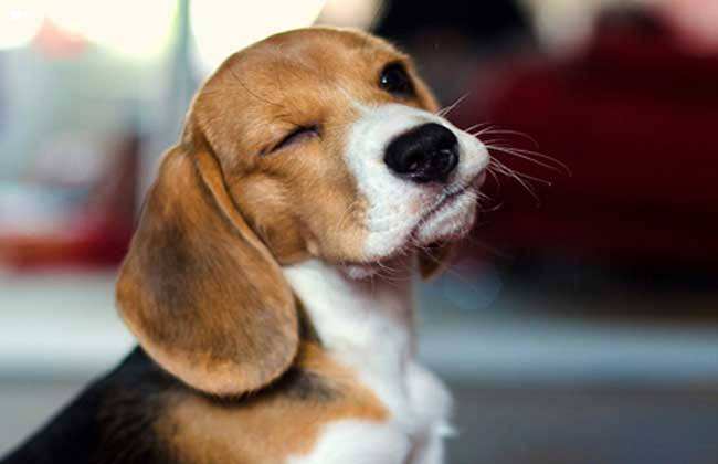 比格犬