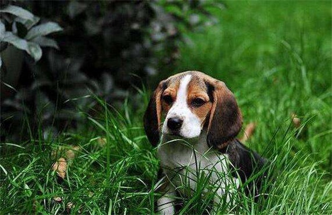 比格犬