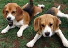 比格犬好养吗