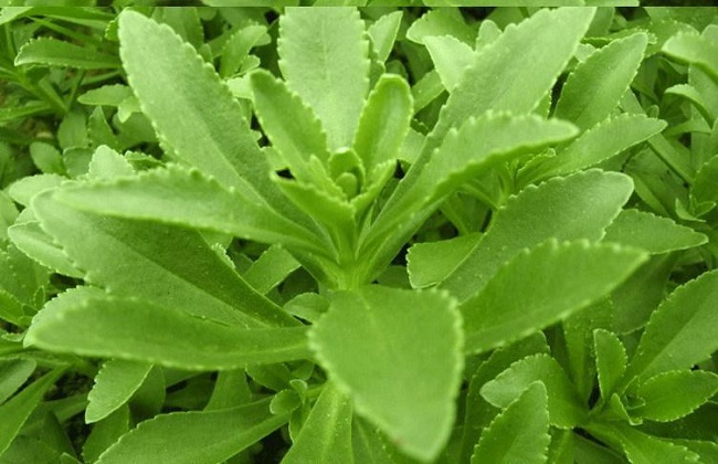 救心菜5