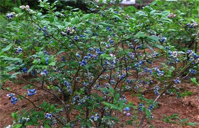 蓝莓每亩种植成本
