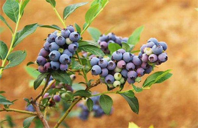 蓝莓每亩种植成本