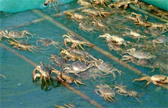 水产养殖什么最赚钱