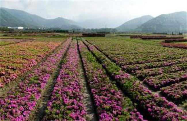 农村种植什么最赚钱