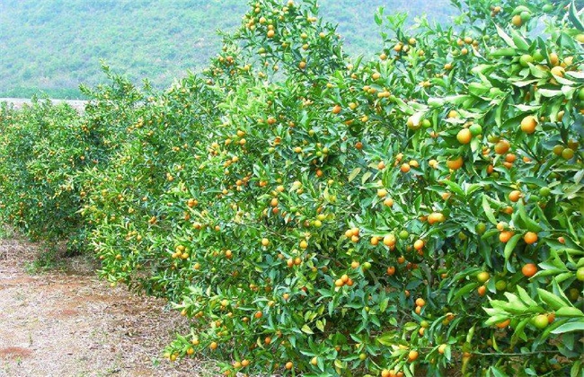 农村种植什么最赚钱