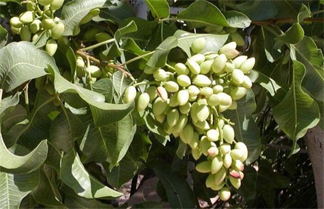 农村种植什么最赚钱