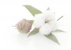 怎样防治棉花烂铃
