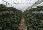 草莓科学大棚种植技术
