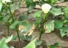 棉花常见病虫害及防治方法