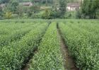 茶叶树种植技术
