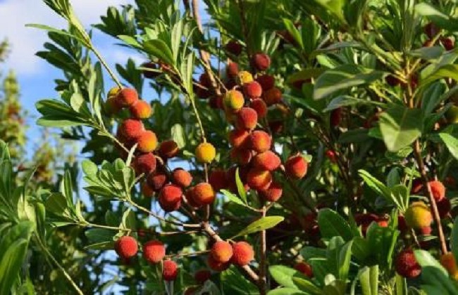 6