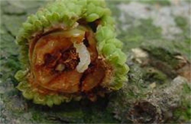 荔枝 病虫害 防治