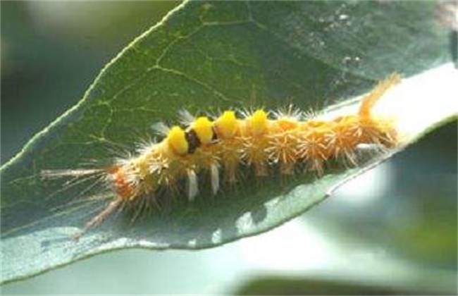 荔枝 病虫害 防治