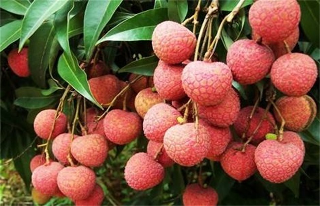 荔枝 病虫害 防治