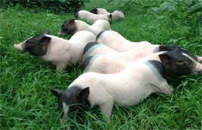 巴马香猪