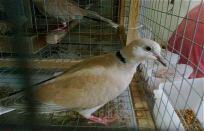 斑鸠