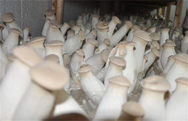 杏鲍菇种植注意事项