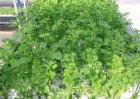 芹菜无土栽培技术