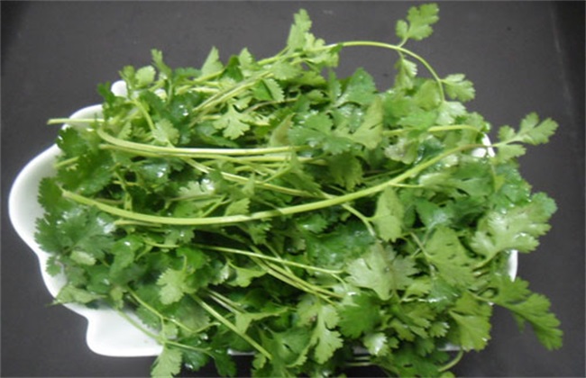 香菜 赚钱 种植