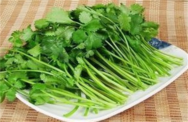 香菜 赚钱 种植