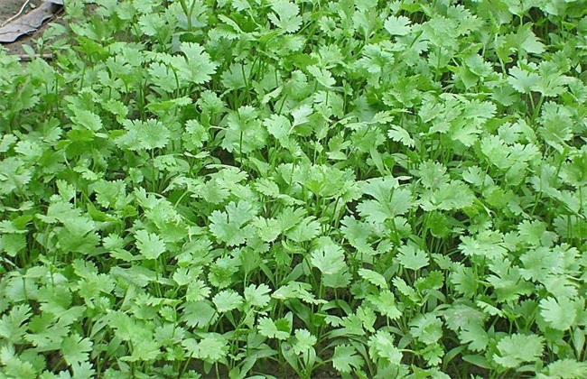 香菜 赚钱 种植