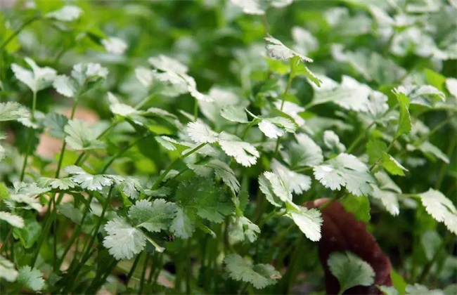 香菜 赚钱 种植