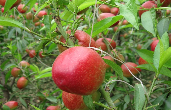油桃 措施 裂果