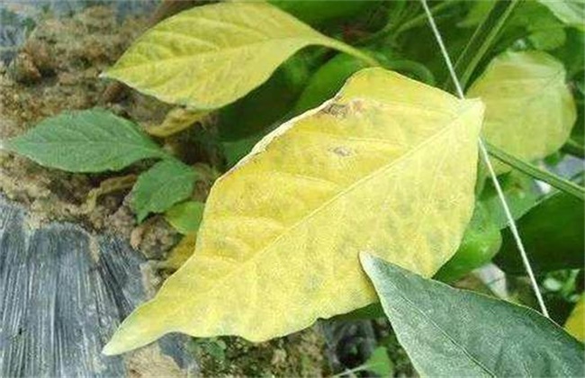 大豆常见病虫害防治方法