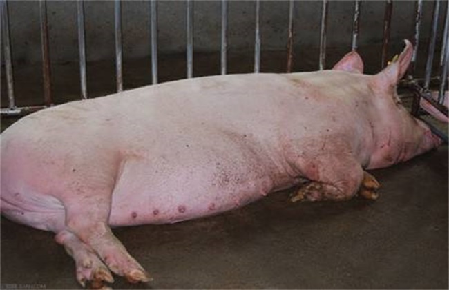 母猪产后不食或厌食的原因及防治措施