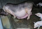 母猪怎样产仔多