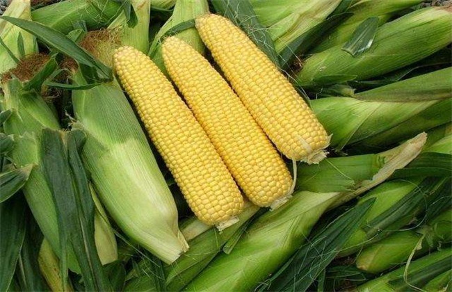 玉米 高温危害 预防