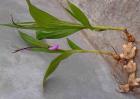 怎样提高白芨种植成活率