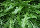 2018比较赚钱的野菜种植