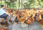 夏季养鸡技术