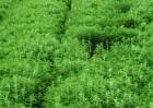 芦蒿的种植方法