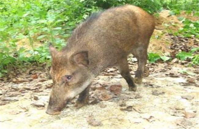 野猪 养殖 注意事项