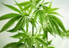 汉麻的种植方法