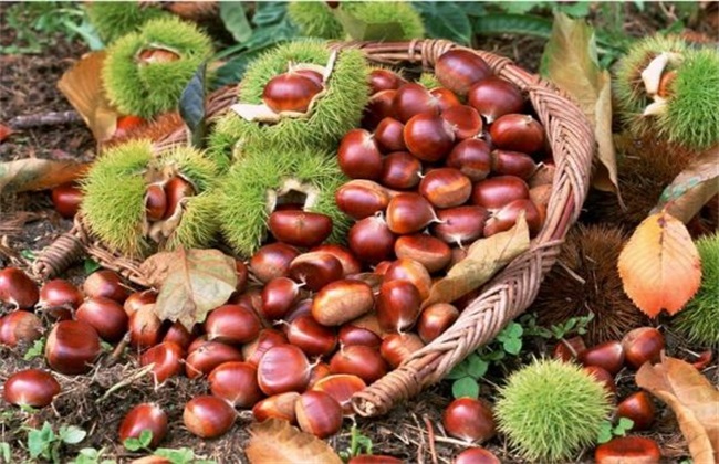 常见病虫害 板栗 防治方法