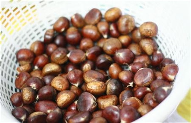 常见病虫害 板栗 防治方法