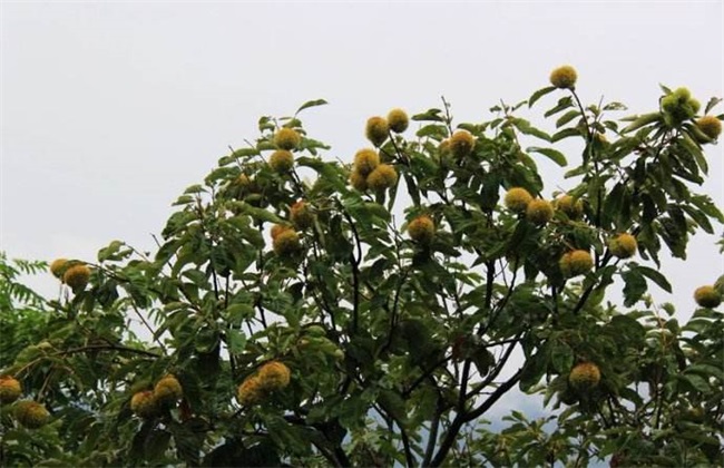 常见病虫害 板栗 防治方法