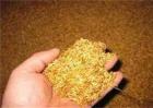 水稻催芽技术