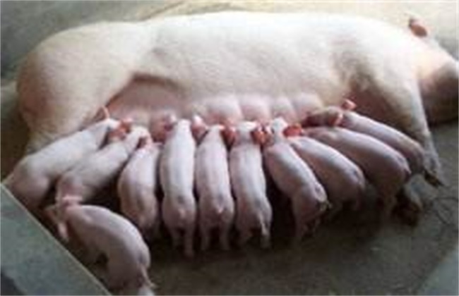 仔猪的寄养方法以及注意事项