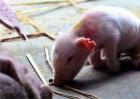仔猪假死的原因及急救方法