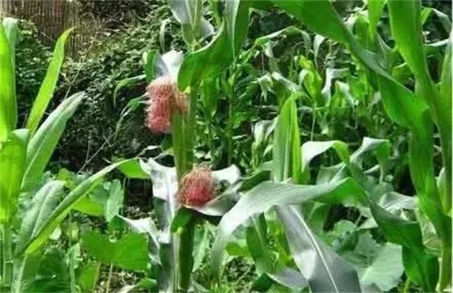 玉米空杆的原因及解决方法
