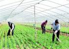 韭菜高产施肥技术