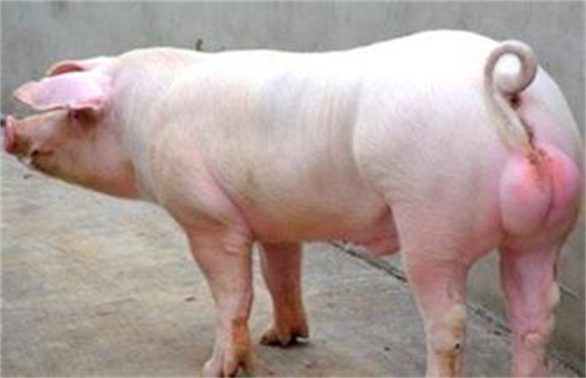 种公猪饲养管理要点全部内容