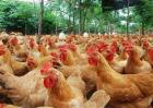 肉鸡养殖产量低该怎么办