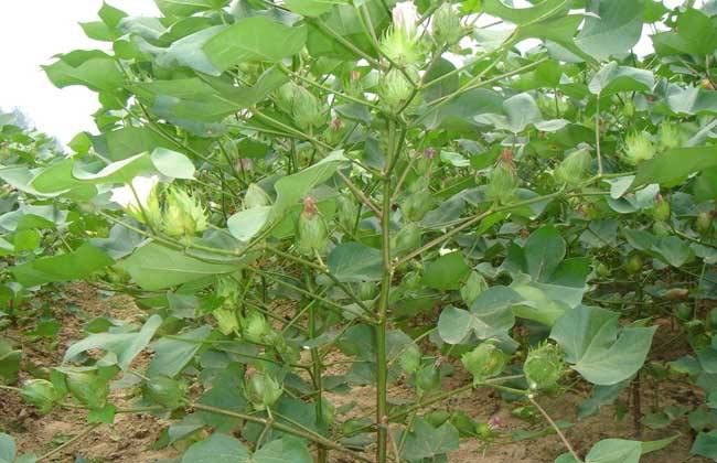 追肥 棉花 要点